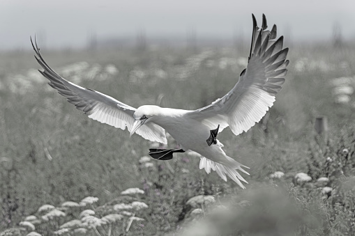 Blackheaded Gull landing on water and making a splash - Black and White edit