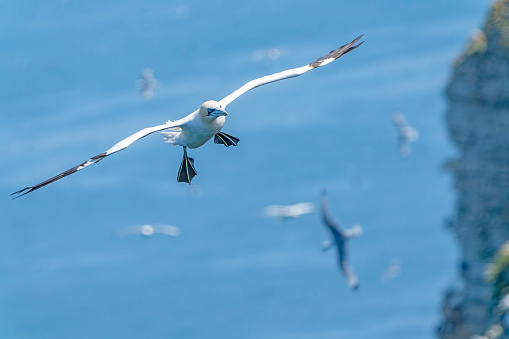 The Bermuda Longtail or White-tailed Tropicbird  while on a trip to Bermuda, a British overseas territory.  It is in the North Atlantic Ocean and is an archipelago consisting of 181 islands.