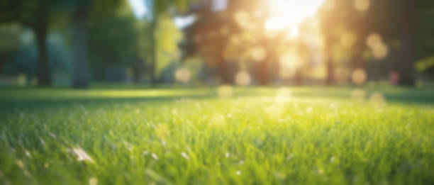 istock Summer background with blurred bokeh, green grass and sunbeams. 1528031603