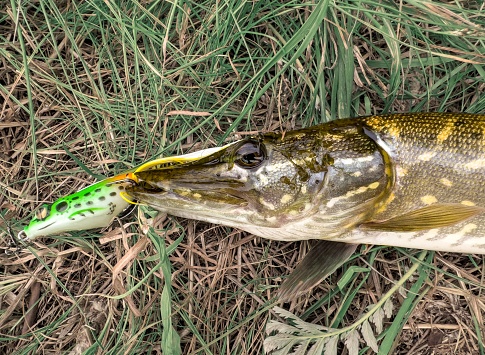 Pike caught on silicon frog bait, lure.