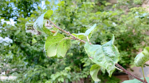 istock Plant diseases, sick leaves on trees 1528041326