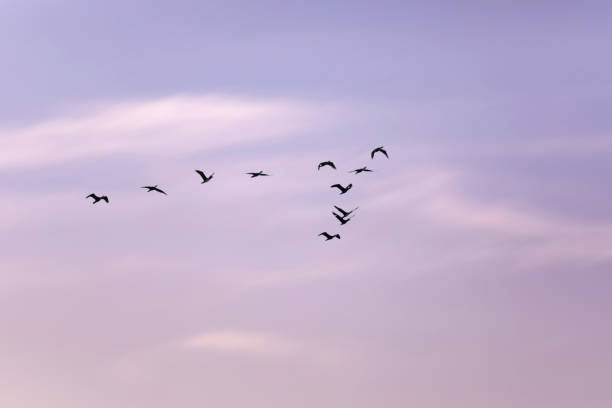 istock Birds flying in the sky. Nature background. 1528041856
