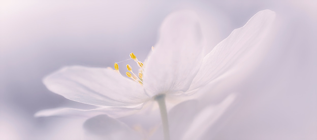 beautiful wood anemone white flower on blurred background. long banner with copy space
