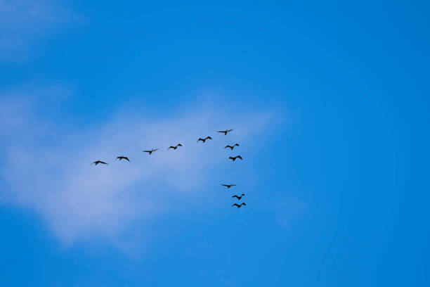 istock Birds flying in the sky. Nature background. 1528049264