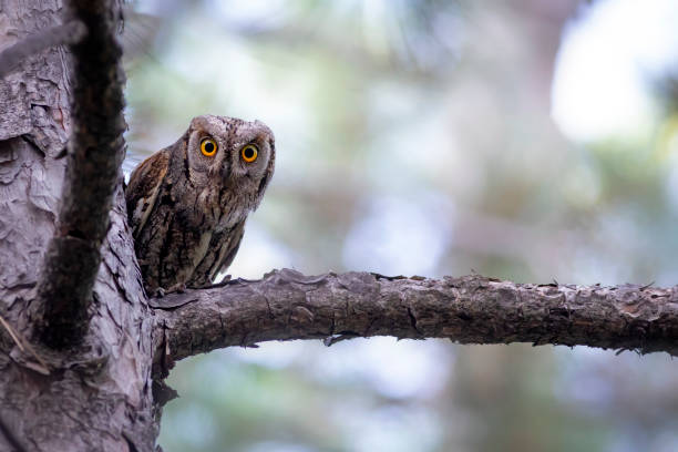 istock Owl. Eurasian Scops Owl. (Otus scops). Green nature background. 1528056071