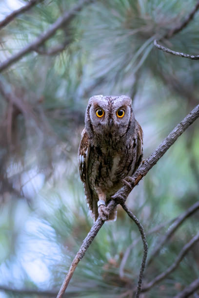 istock Owl. Eurasian Scops Owl. (Otus scops). Green nature background. 1528056381