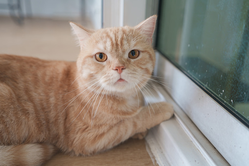 Persian orange cat looking at the camera and lying on the floor at home, mixed breed cat is a cross between two cat breeds or a purebred cat and a domestic cat. Animal cats concept.