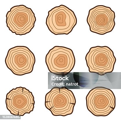 istock Tree rings vector line graphic set 1528061685