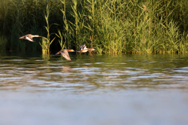 istock Flying ducks. Green nature background. Common Pochard. (Aythya ferina). 1528070498