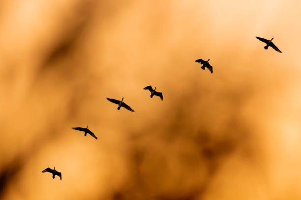 istock Birds flying in the sky. Nature background. 1528072625