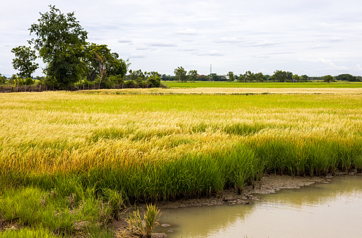 Panoramic view Many weeds grow over land in rice farming causing widespread damage before planting after harvest common in rural Thailand.
