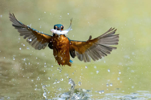 istock Kingfisher in flight catching a fish - Italy 1528092144