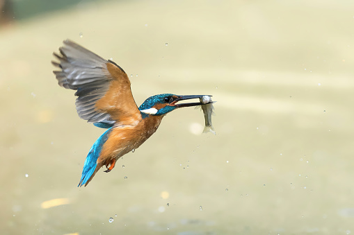 Kingfisher in flight catching a fish - Italy