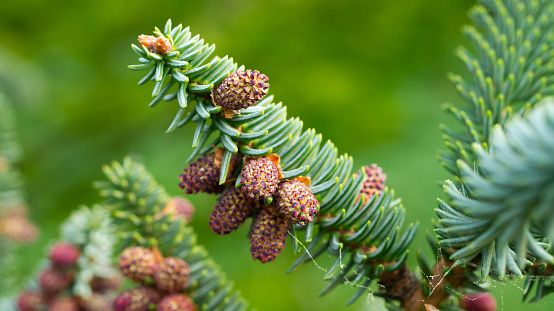 Abies tree with cones close up