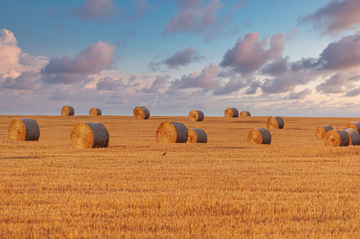 Wheat field with hale bales on the sunset. Selective focus on bales. Countryside background