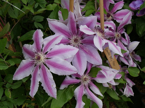 Clematis plant climbing up a post