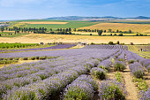 Lavender farm Starovicky village, South Moravia, Czech republic