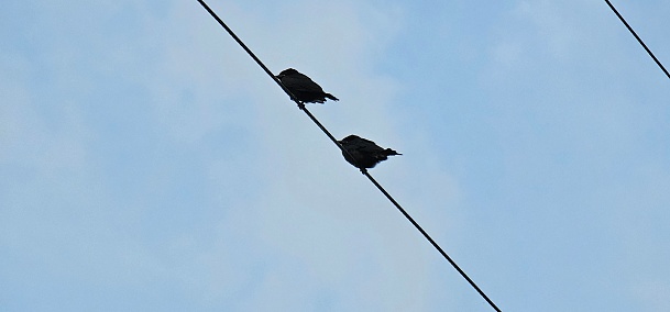 Two birds sitting on an electric cable.