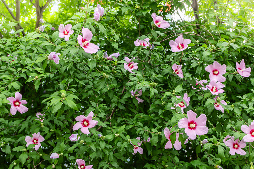 Panoramic landscape view of a flowering plant of beautiful and bright Pink Catharanthus roseus or Cape periwinkle flower plant. It is also known as Sadafuli in India.