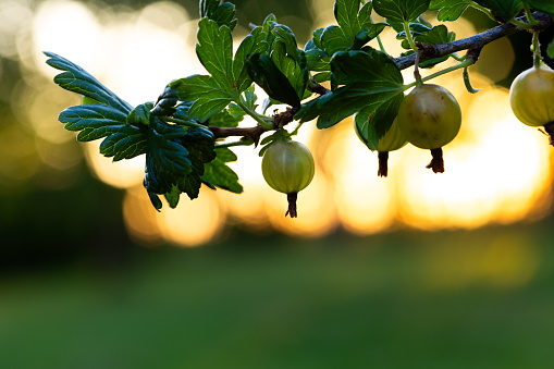 Juicy Gems: Beautiful Green Gooseberries in a Summer Garden in Northern Europe