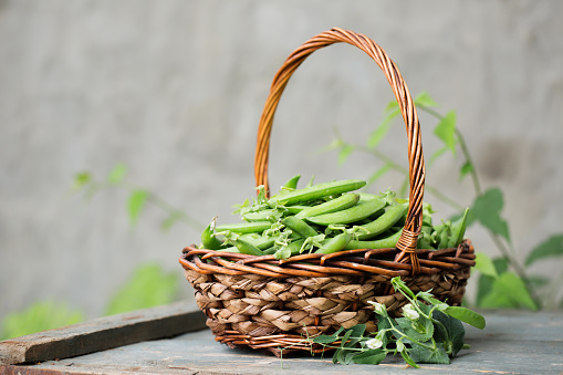 Ripe fresh green peas in a wicker basket on a rustic background