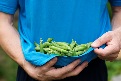 a man holds a fresh sweet green peas in his hands, close-up