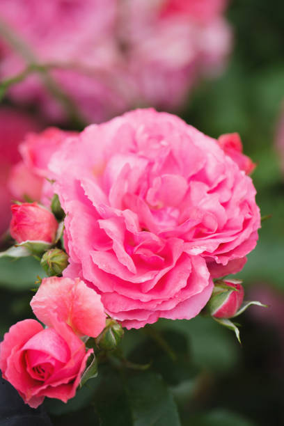 istock A pink rose blooms in a summer garden 1528164828