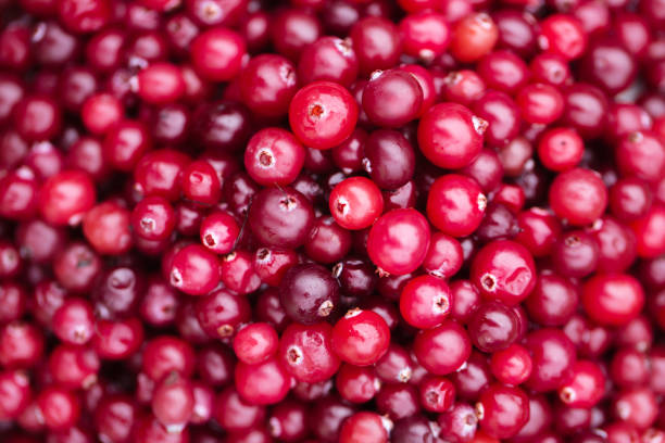 istock Ripe juicy cranberries, background 1528165867