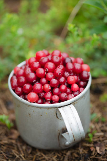 istock cranberry in vintage metal cup on dark background 1528172480