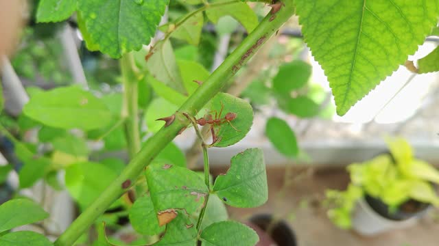 A macro view of a red ant or weaver ant crawling on the stem of a rose plant