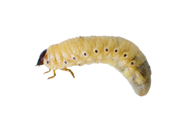 istock Large fat larva of the Maybug isolated on white background 1528176280
