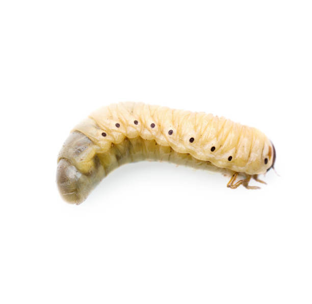 istock Large larva of the Maybug isolated on white background 1528176610