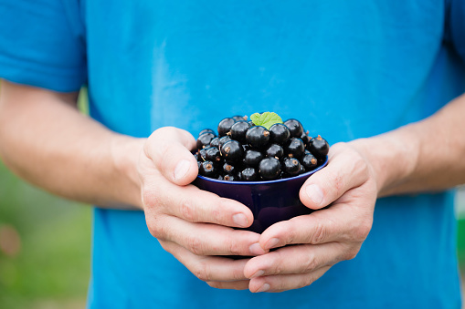 A man holds a cup with ripe black currants in his hands, close-up