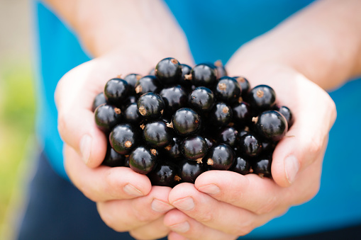 A man holds a black currants, close-up