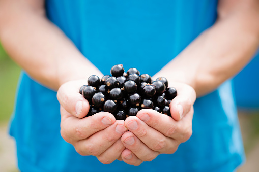 A man holds a black currants in his hands, close-up