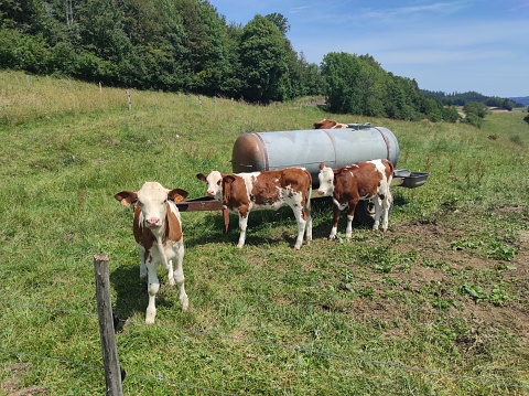 Three little calves in the meadow, Haut-Doubs, Doubs, France