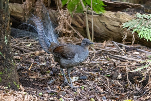 A superb lyrebird, Menura novaehollandiae, Victoria, Australia. This is an adult male side view. A superb lyrebird, Menura novaehollandiae, Victoria, Australia. This is an adult male side view. superb lyrebird stock pictures, royalty-free photos & images