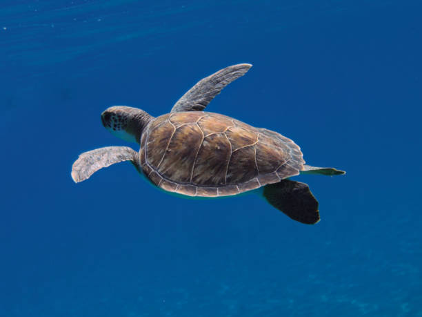 istock Chelonia mydas from Cyprus 1528207816