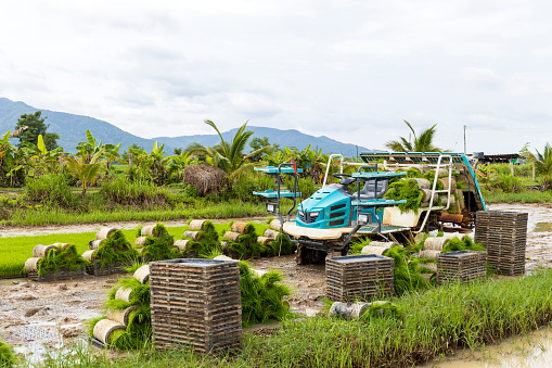 the latest advancements in rice planting machines and agricultural technology, empowering farmers in Thailand. Enhance productivity and rural livelihoods with advanced machinery and groundbreaking techniques and innovative techniques