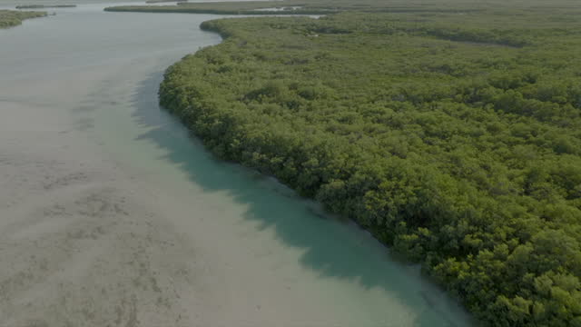 Aerial drone view jungle meeting the ocean, sand bar