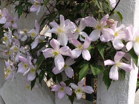 Clematis armandii Apple Blossom