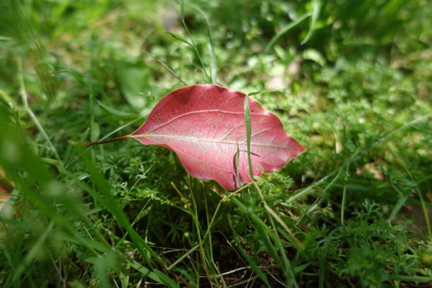 緑の草の床に赤いカエデの葉 - maple leaf green outdoors ストックフォトと画像