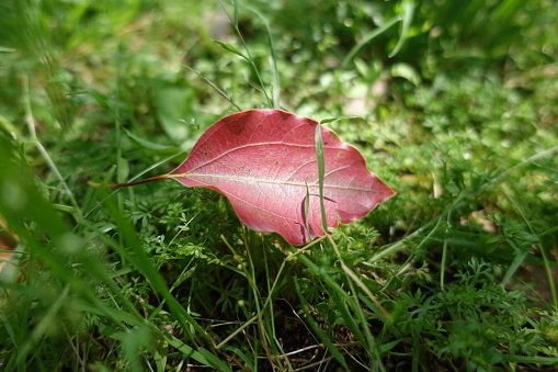 Red maple leaf on the green grass floor