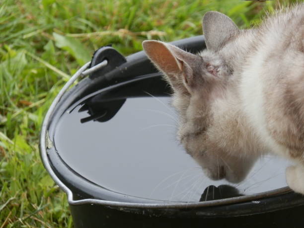 istock The cat drinks rain water from a bucket 1528239698