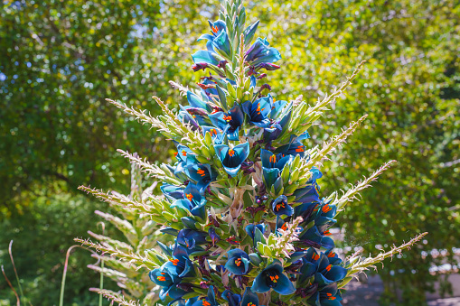 Puya alpestris, Sapphire Tower, giant bromeliad in bloom. Pyramidal flower spikes over 3 ft. long of funnel shaped metallic blue flowers and orange anthers
