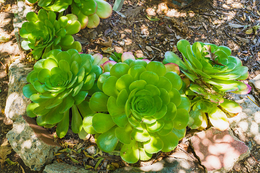 Aeonium Arboreum (Tree Aeonium) close-up in the garden. Beautiful evergreen succulent plant with thick woody stems and large rosettes