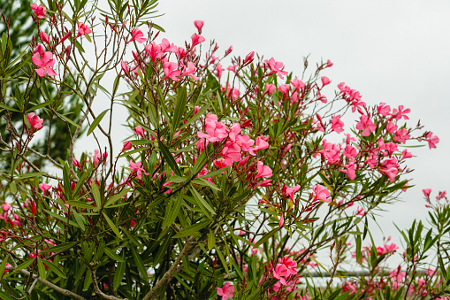Oleander (Nerium oleander) in full bloom. Beautiful ornamental plant, shrub, with attractive star-shaped flowers that bloom nearly year-round
