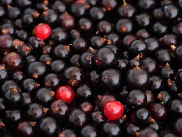 istock Background of organic black and red currants 1528296038
