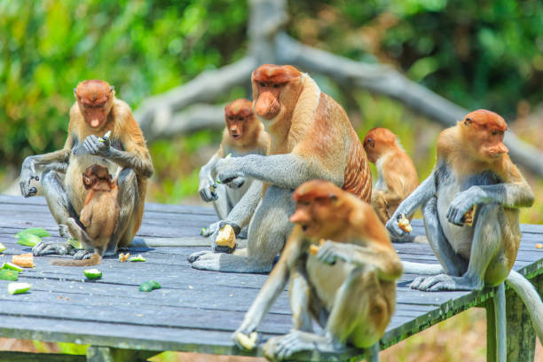 口吻モンキーまたは nasalis larvatus - monkey proboscis monkey malaysia island of borneo ストックフォトと画像