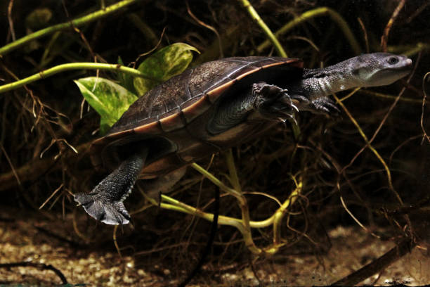istock Eastern long-necked turtle. Chelodina longicollis 1528350970